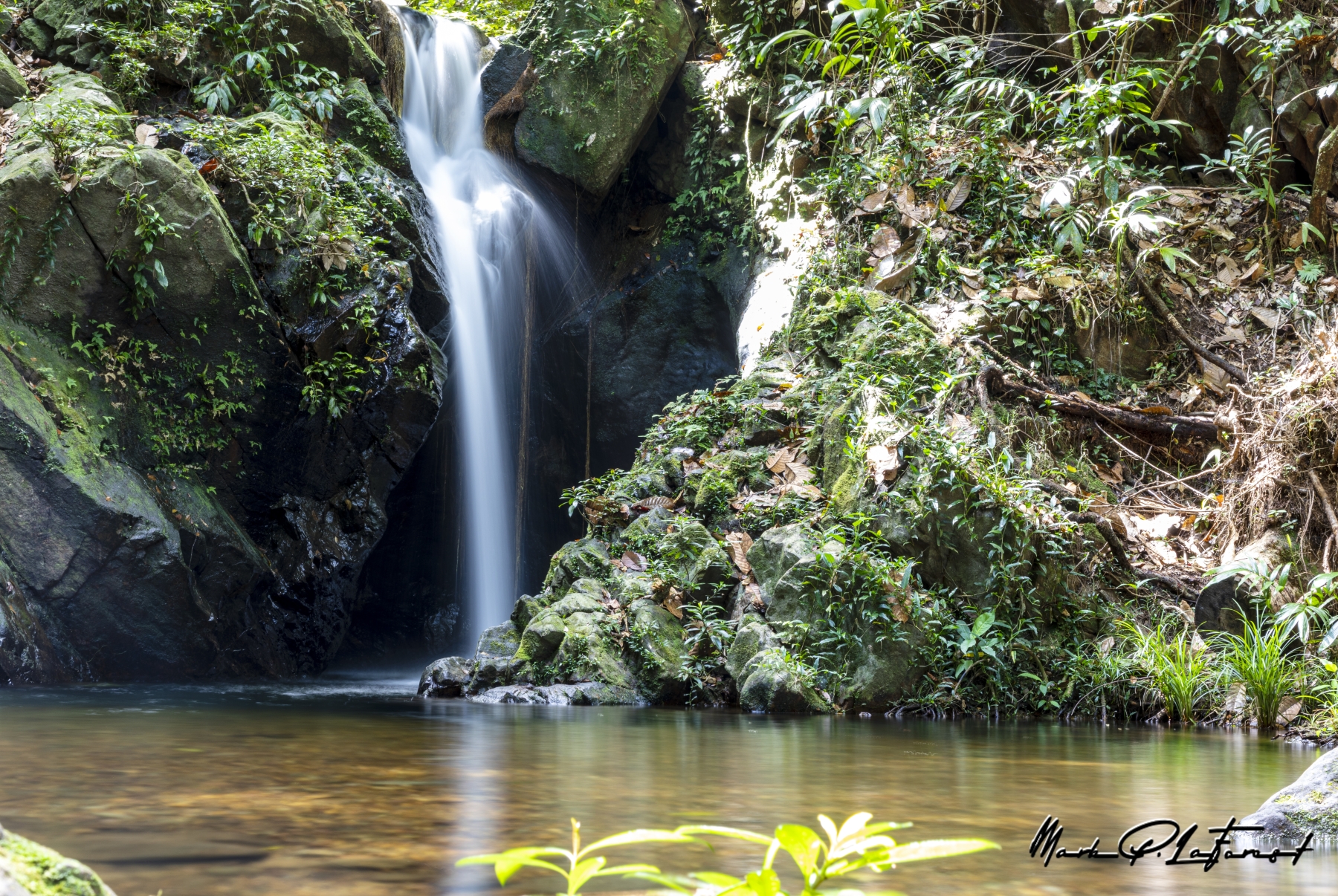 /gallery/central_america/Belize/Stann_Creek/cockscomb np/Cockscomb Basin Forest Reserve 2023-001_med.jpg